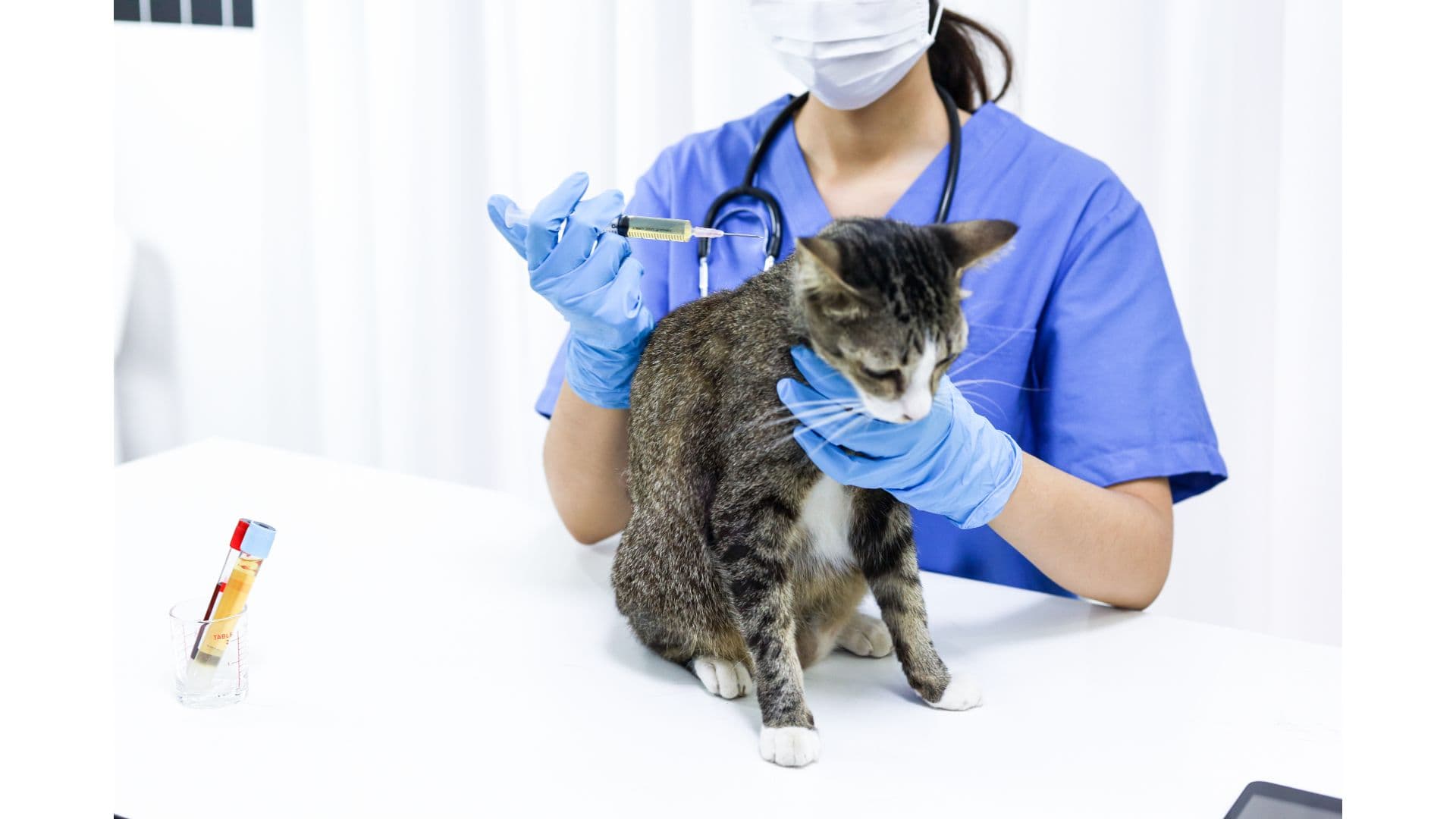 Best Veterinary Schools in the US