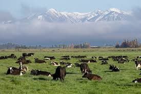 peak-cow
